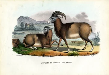 Mouflon, 1863-79